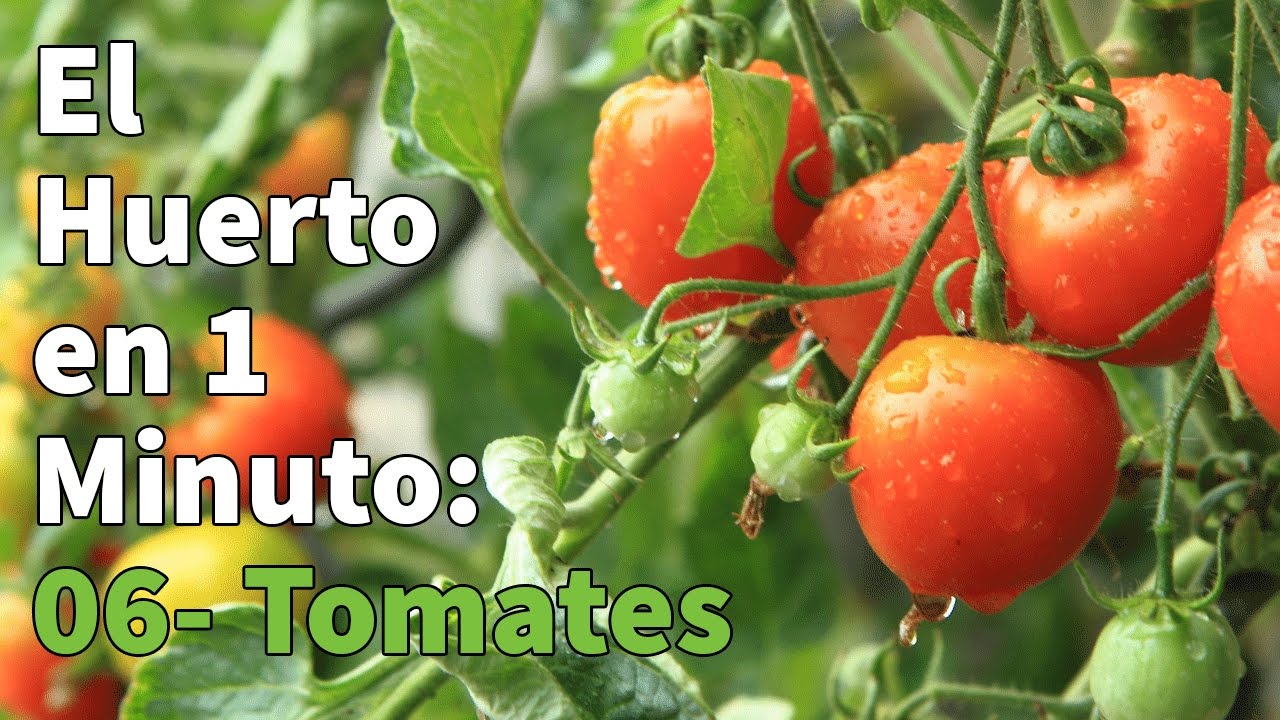 Guía completa: Cómo plantar tomates en el huerto con éxito