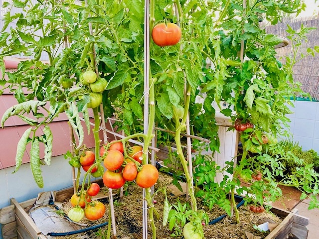 Guía completa: Cómo plantar tomates en una terraza y disfrutar de una cosecha abundante