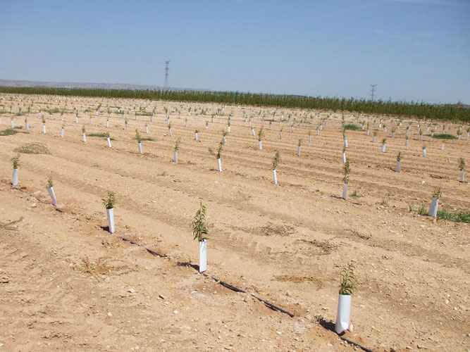 Guía completa: Cómo plantar un almendro y asegurar una cosecha fructífera