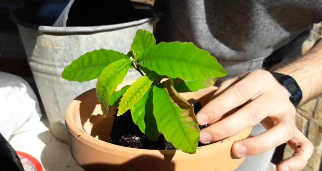 Guía completa: Cómo plantar un castaño en tu jardín paso a paso