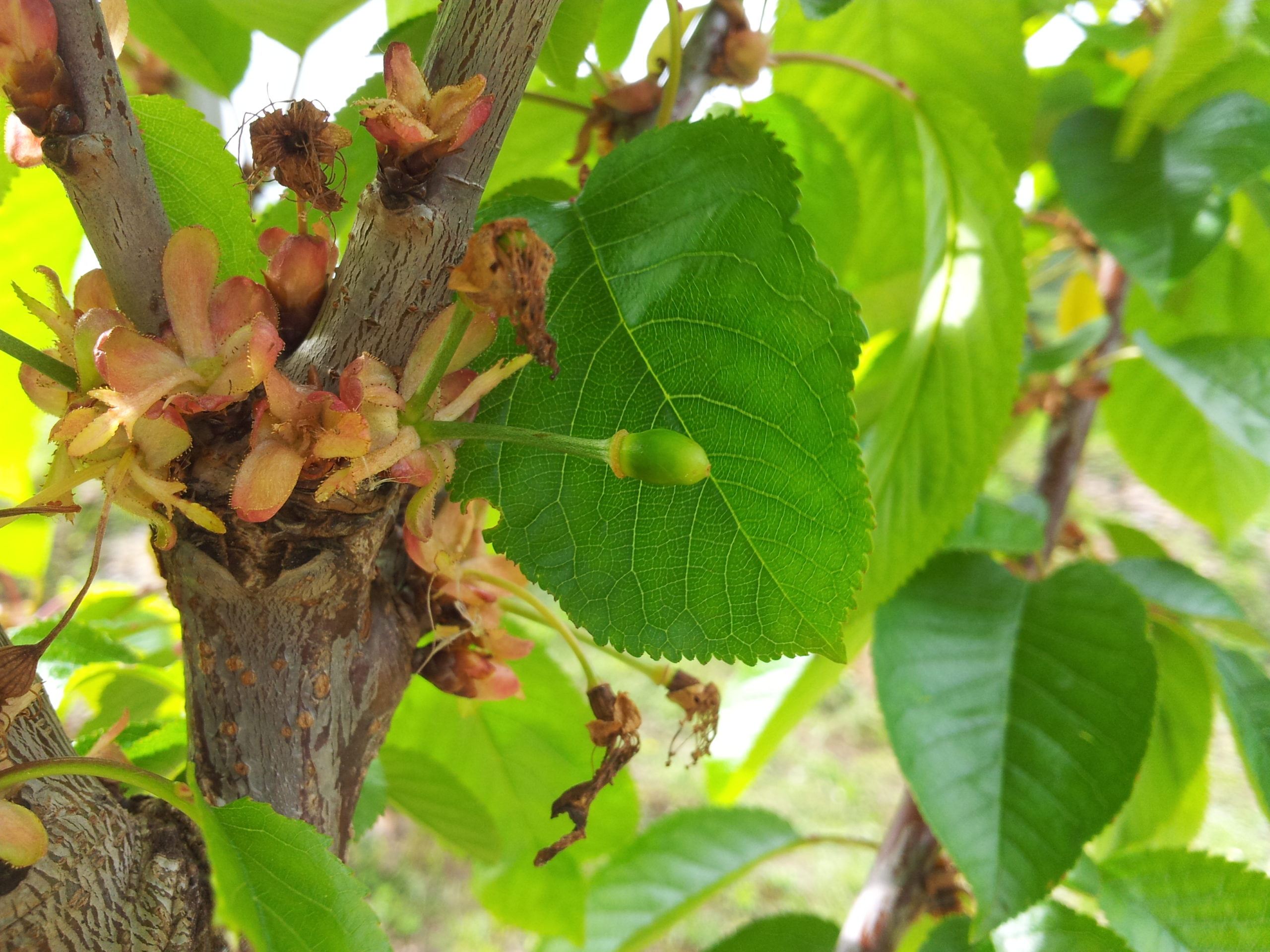 Guía completa: Cómo plantar un cerezo a partir de una semilla