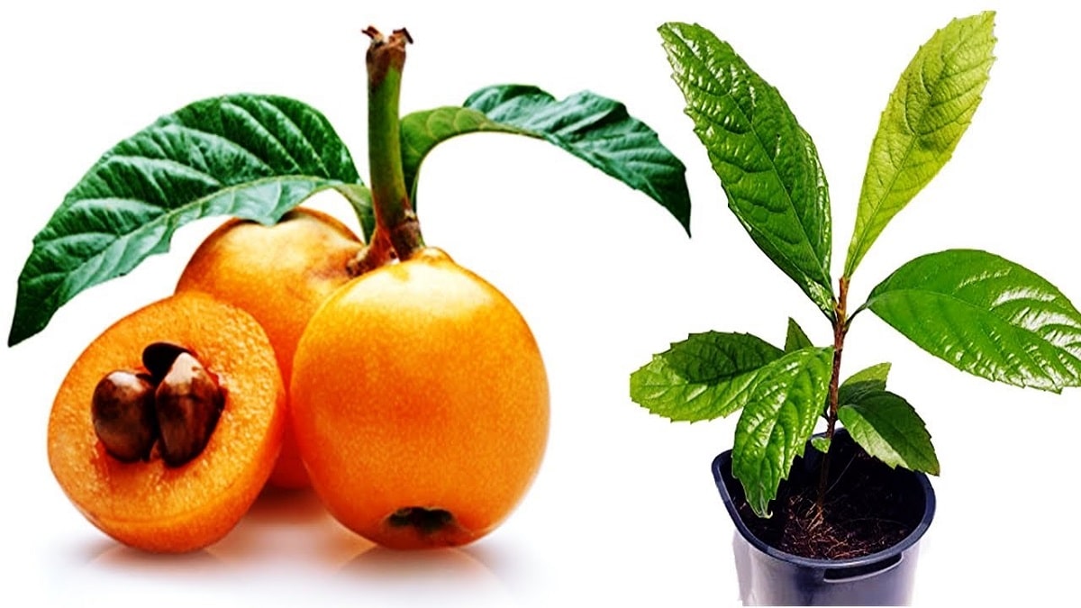 Guía completa: Cómo plantar un hueso de níspero y disfrutar de su delicioso fruto
