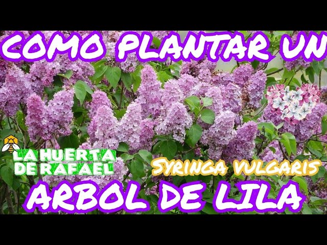 Guía completa: Cómo plantar un lilo en tu jardín paso a paso