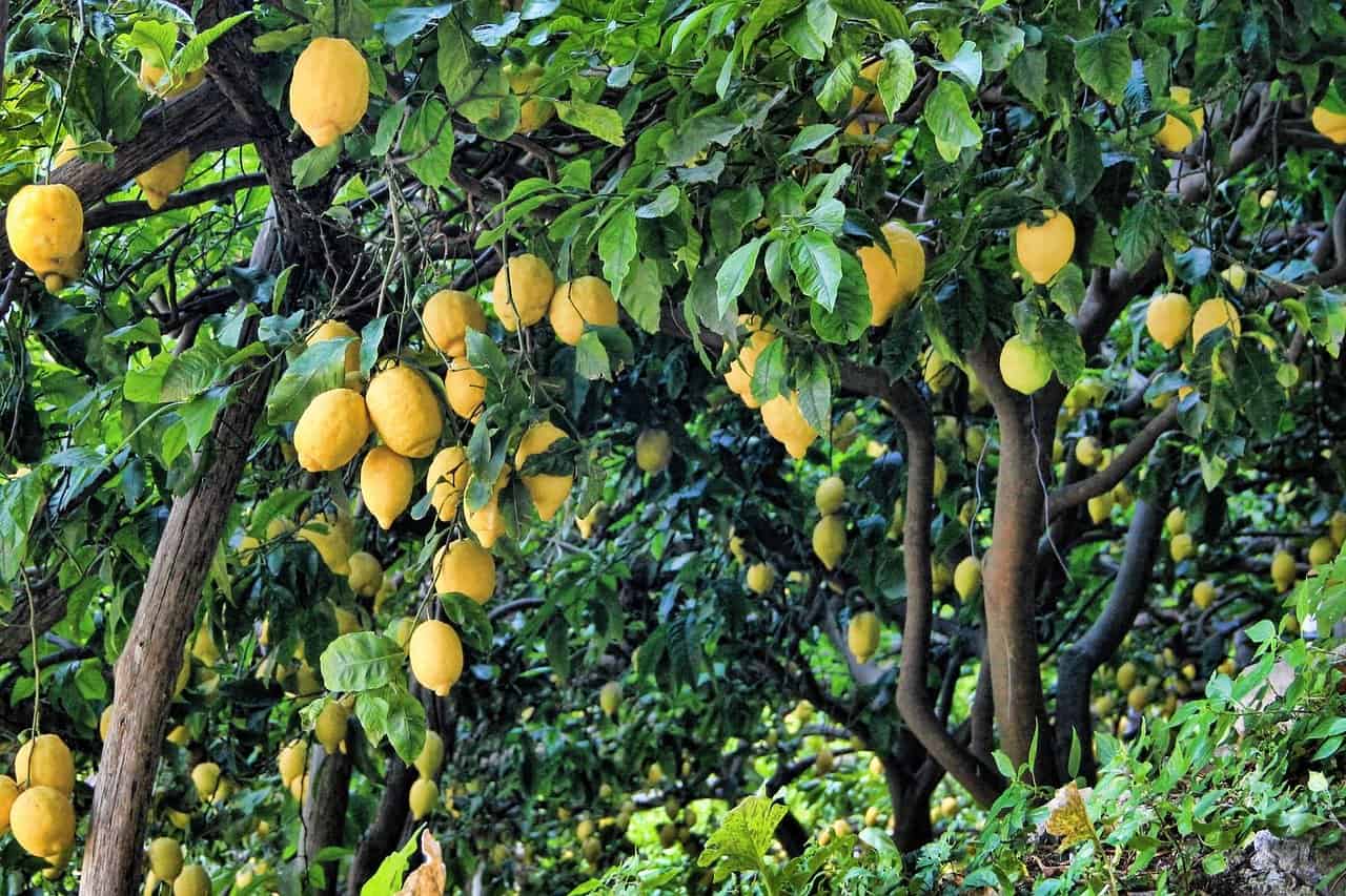 Guía completa: Cómo plantar un limonero en tierra y asegurar su crecimiento y producción de frutas