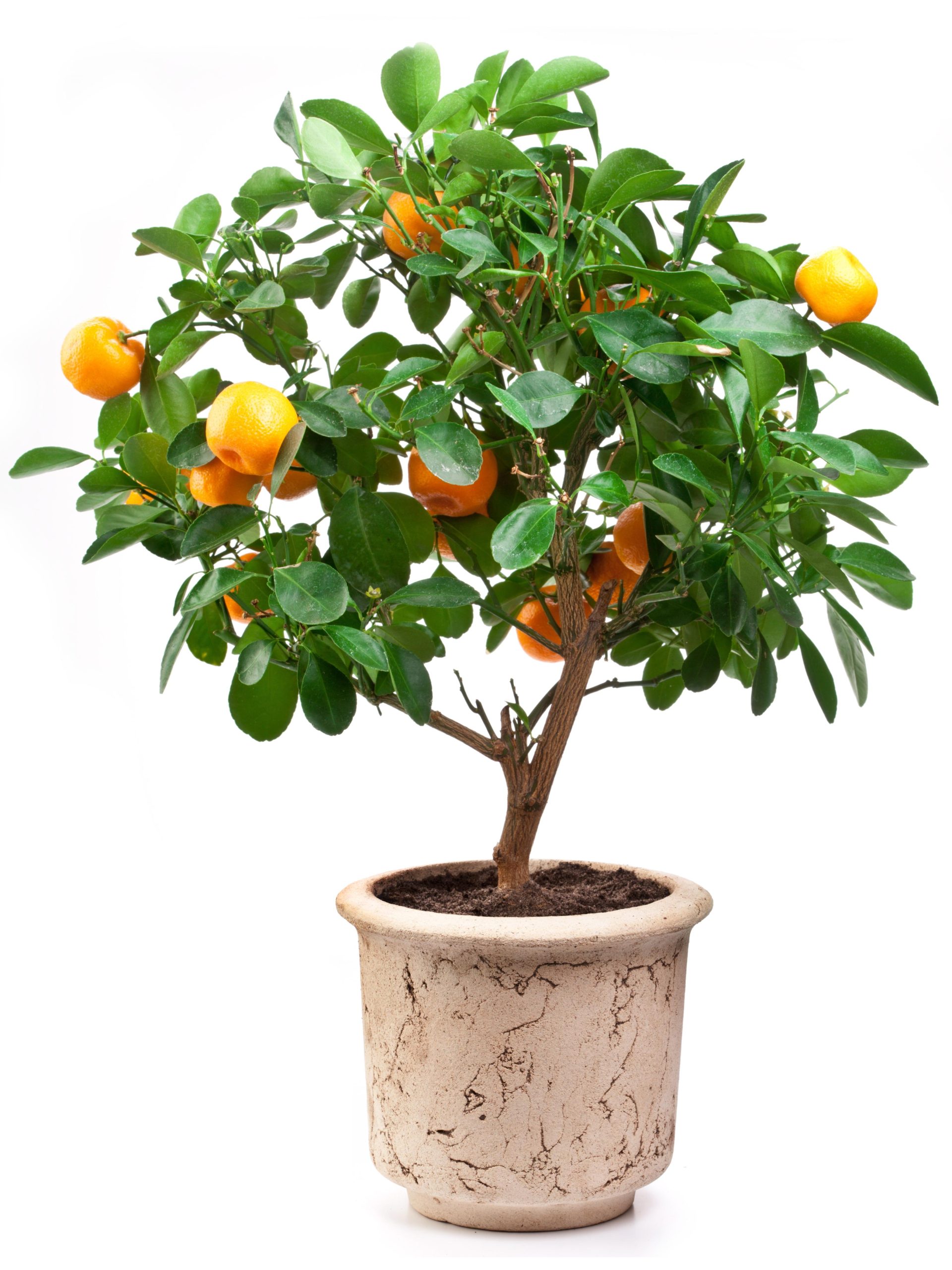Guía Completa: Cómo Plantar un Mandarino y Disfrutar de Deliciosas Mandarinas Caseras
