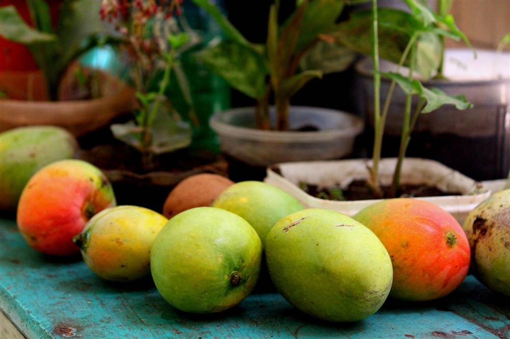 Guía completa: Cómo plantar un mango en maceta y disfrutar de su delicioso sabor en casa