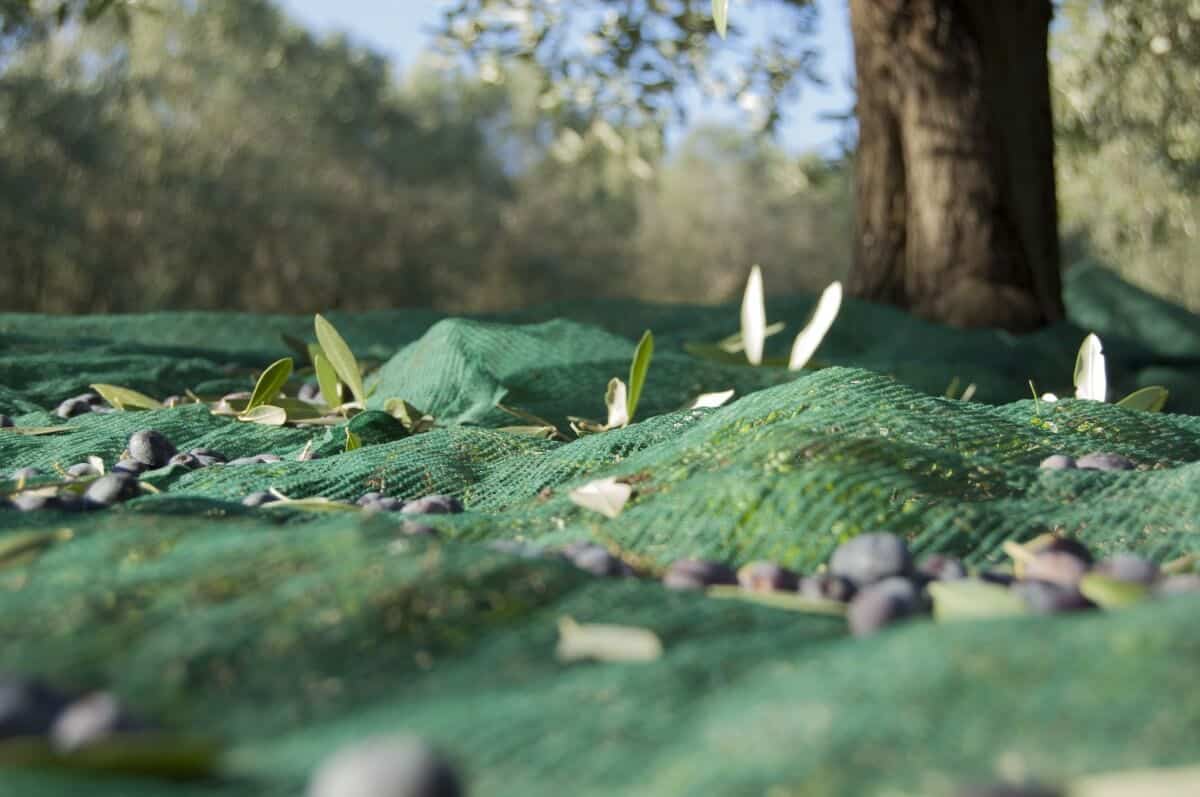 Guía completa: Cómo plantar un olivo de esqueje sin raíz paso a paso