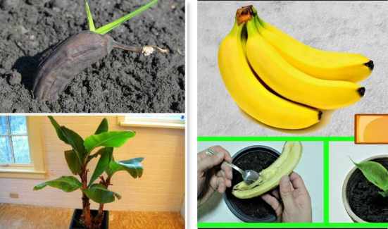 Guía completa: Cómo plantar un platanero y disfrutar de deliciosos plátanos caseros