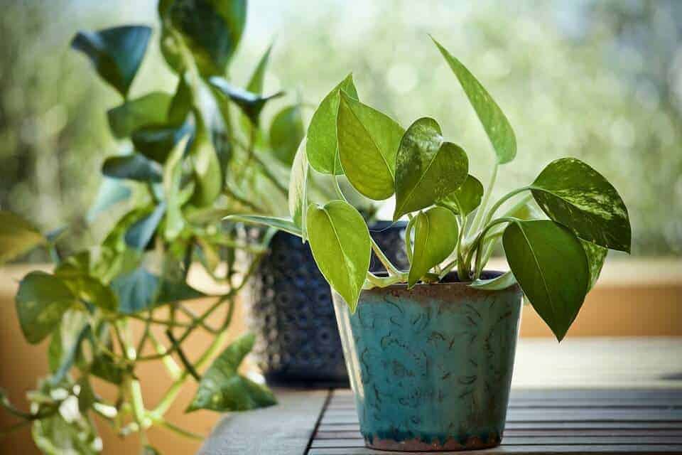 Guía completa: Cómo plantar un poto y hacerlo florecer en tu hogar