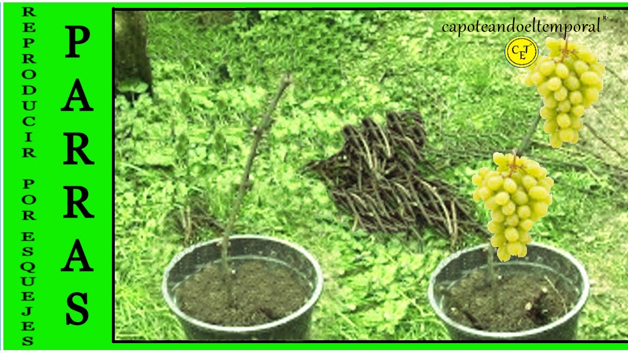 Guía completa: Cómo plantar un sarmiento de parra y lograr una exitosa cosecha