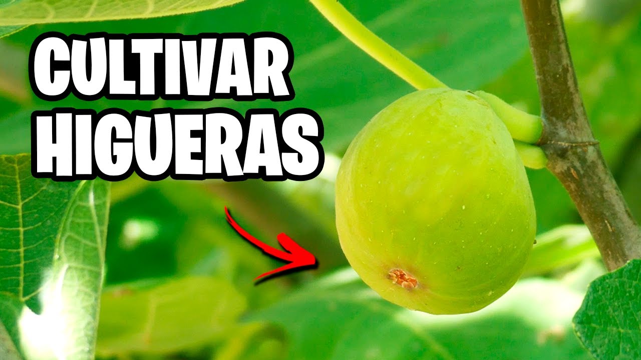 Guía completa: Cómo plantar una higuera y disfrutar de sus deliciosos frutos