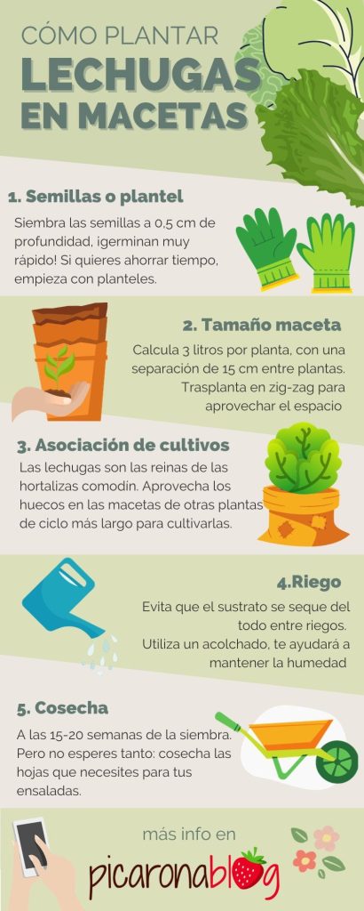 Guía completa: Cómo plantar una lechuga y asegurar una cosecha exitosa