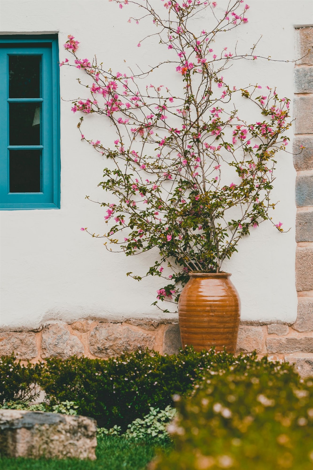 Guía completa: Cómo plantar y cuidar enredaderas en tu jardín