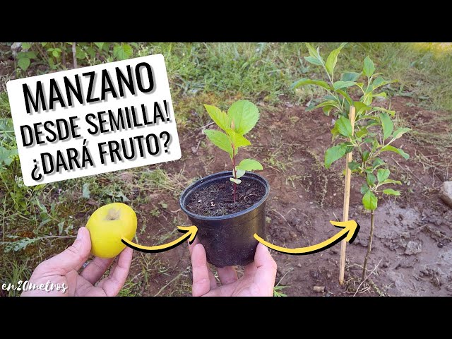 Guía completa: Cómo plantar y cultivar manzanas en tu propio huerto