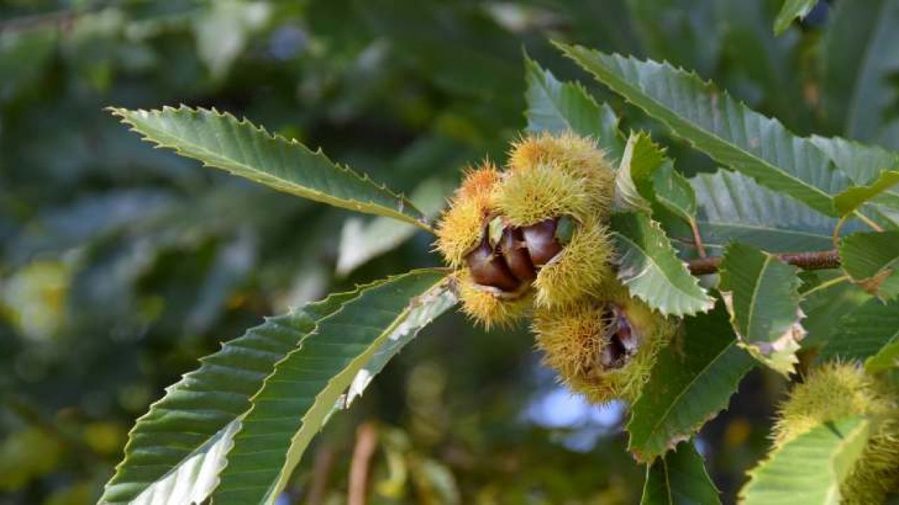 Guía completa: Cómo plantar y cultivar un castaño en tu jardín paso a paso