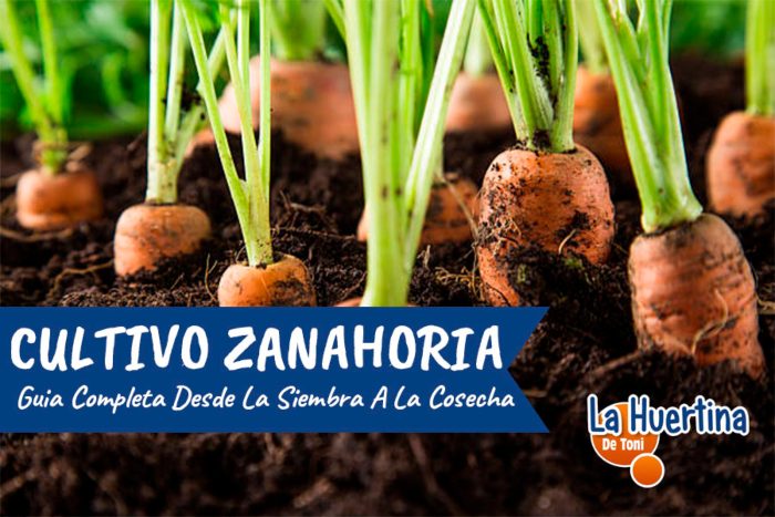 Guía completa: Cómo plantar zanahorias con semillas paso a paso