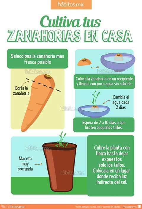 Guía completa: Cómo plantar zanahorias paso a paso para obtener una cosecha exitosa