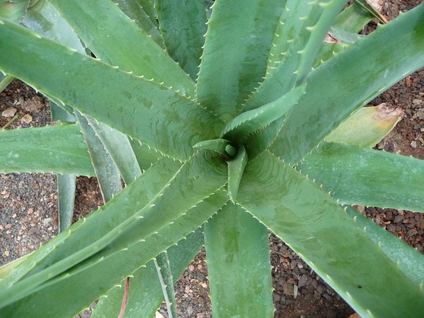 Guía completa: Cómo podar adecuadamente tu planta de Aloe Vera