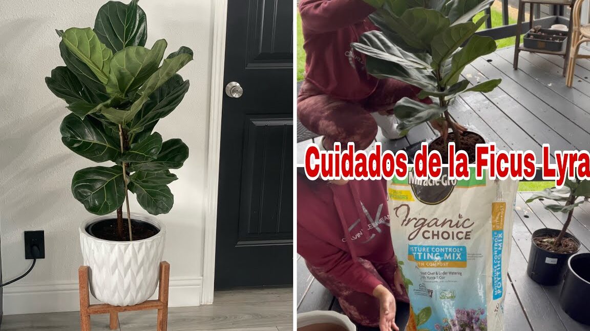 Todos los cuidados que necesita tu ficus para crecer esplendoroso - Foto 1