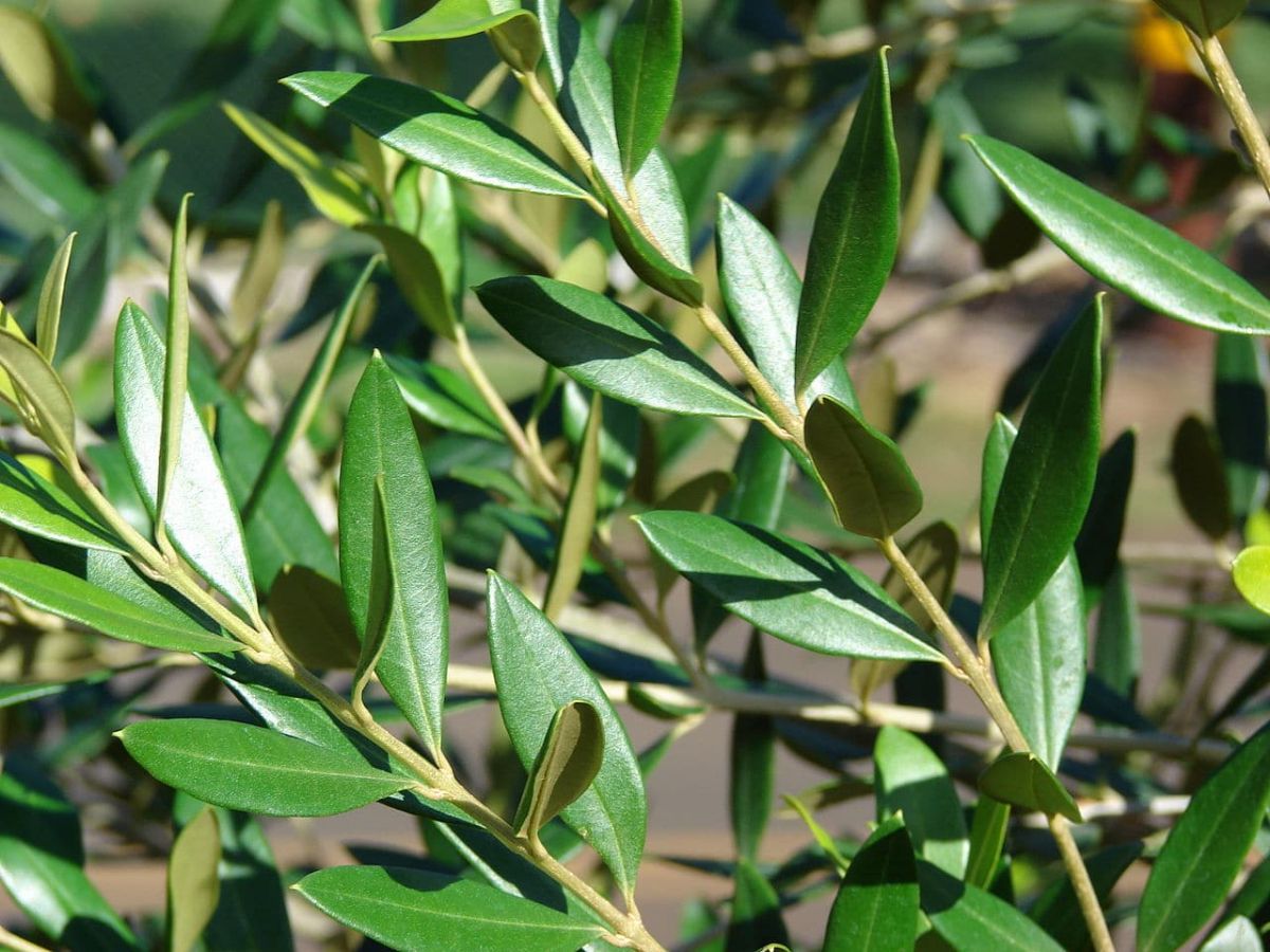 Guía completa: Cómo podar de forma adecuada un olivo joven en maceta