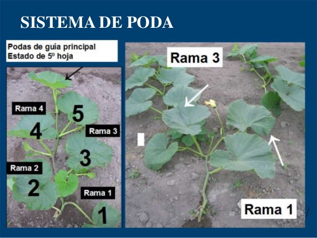 Guía completa: Cómo podar la calabaza para un cultivo exitoso