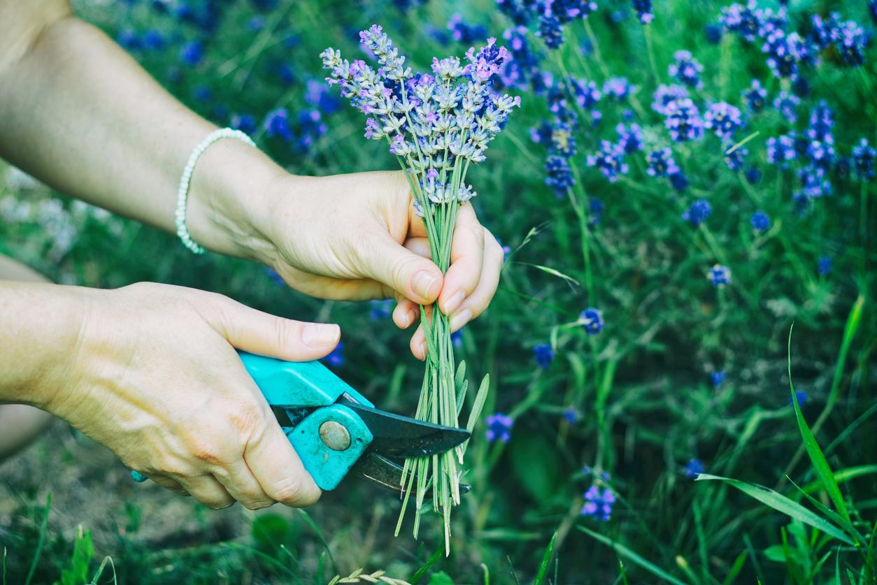 Guía completa: Cómo podar la lavanda para un crecimiento saludable y flores exuberantes