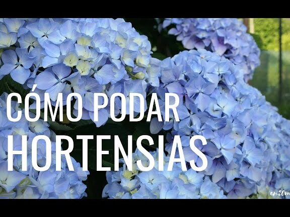 Guía completa: Cómo podar las hortensias y obtener flores espectaculares