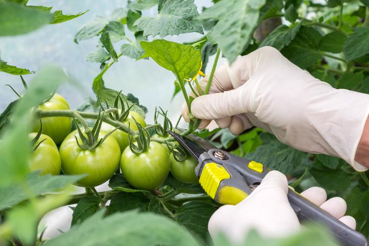 Guía completa: Cómo podar las plantas de tomates para un mejor crecimiento y cosecha
