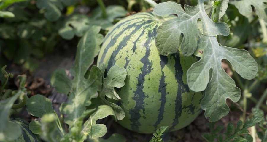 Guía completa: Cómo podar las sandías para mejorar su producción