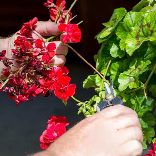 Guía completa: Cómo podar los geranios en otoño para un crecimiento saludable y flores más vigorosas