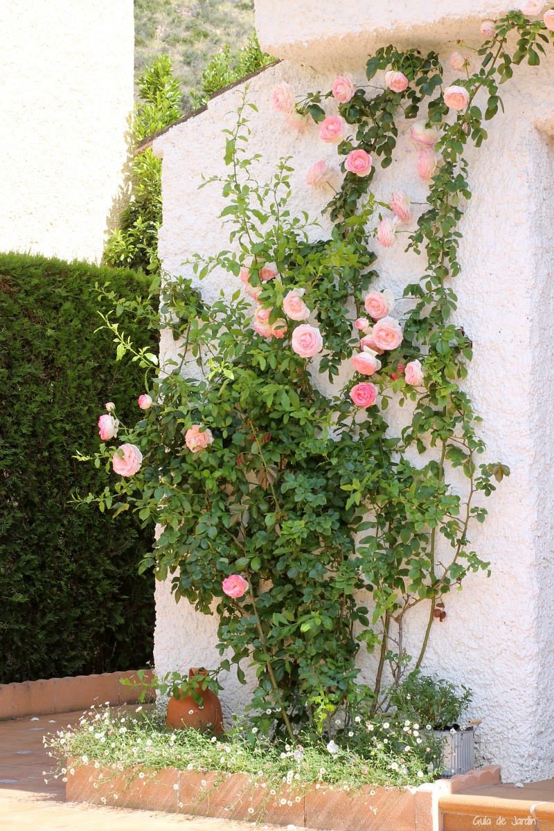 Guía completa: cómo podar rosales trepadores para un jardín exuberante