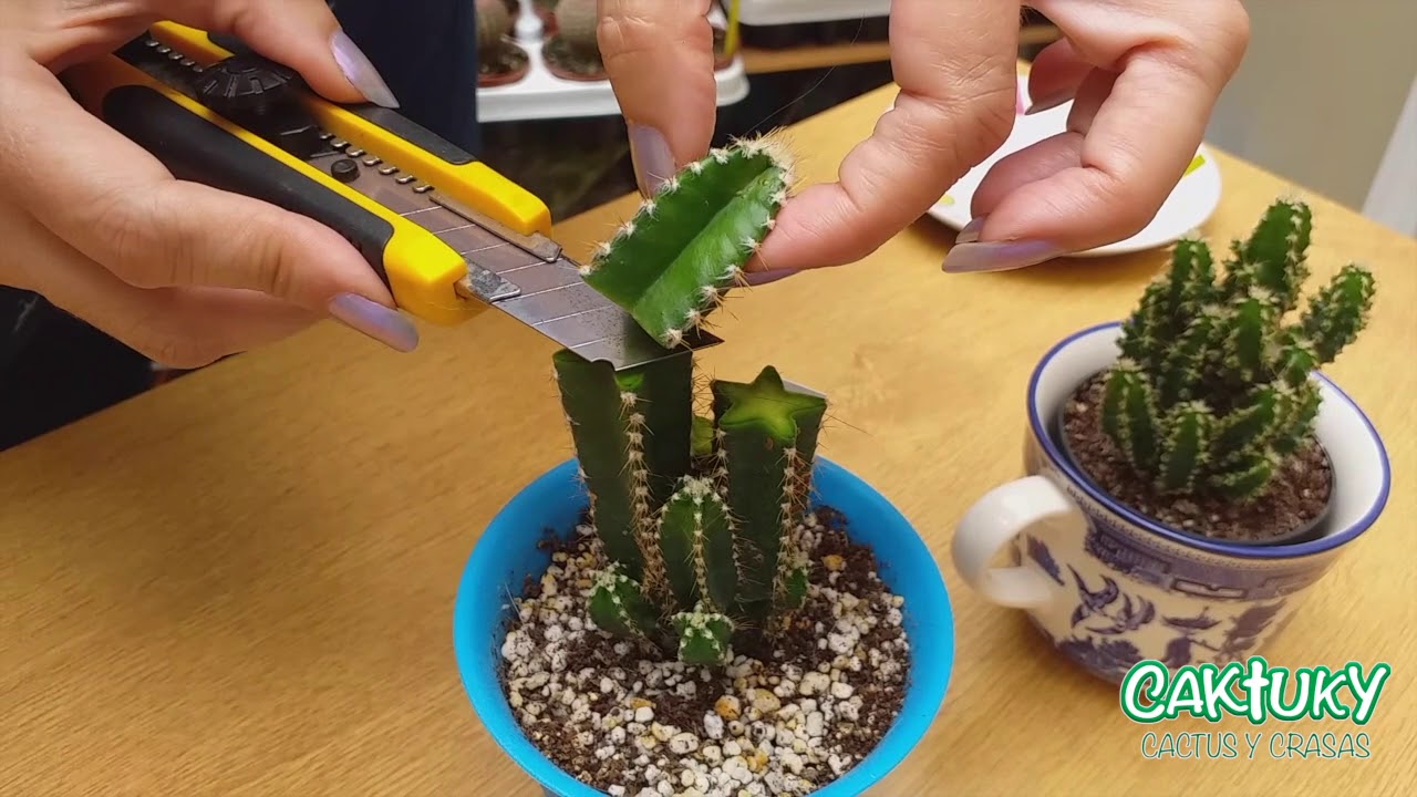 Guía completa: cómo podar un cactus paso a paso para un crecimiento saludable
