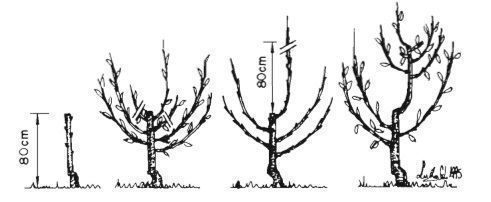Guía completa: Cómo podar un cerezo grande para una cosecha abundante