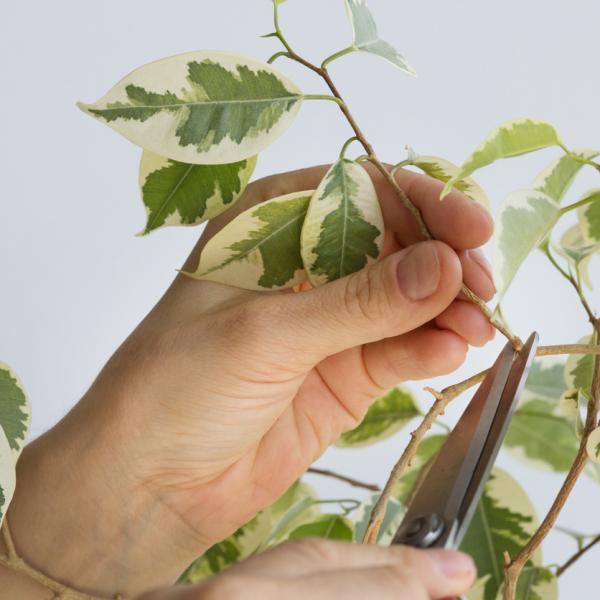 Guía completa: Cómo podar un ficus de exterior paso a paso