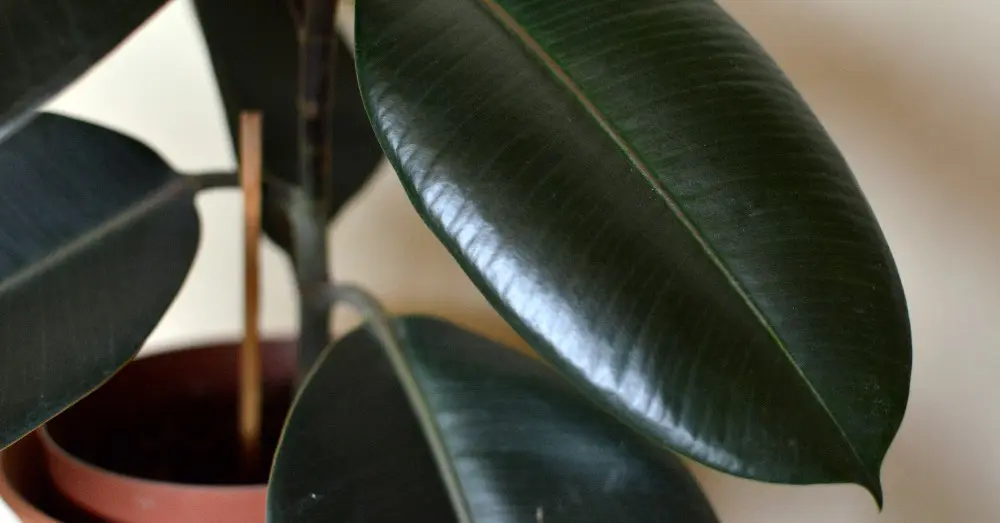 Guía completa: Cómo podar un Ficus Robusta correctamente para un crecimiento óptimo