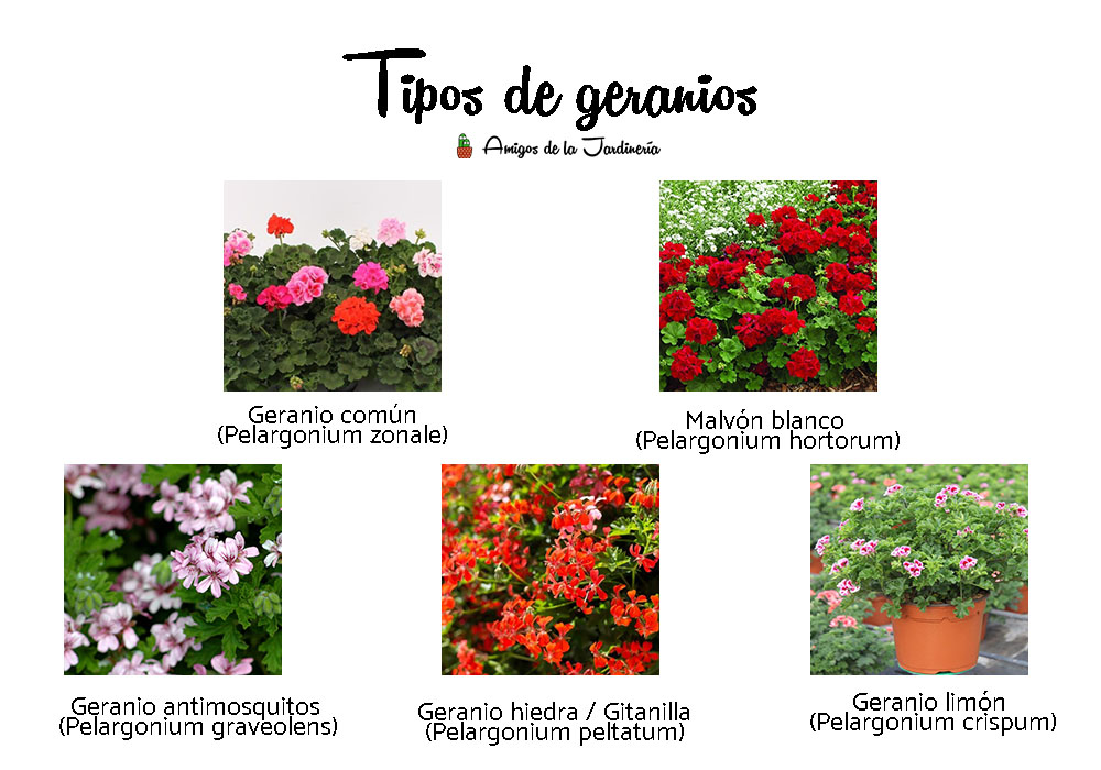 Guía completa: Cómo podar un geranio para promover su crecimiento y floración