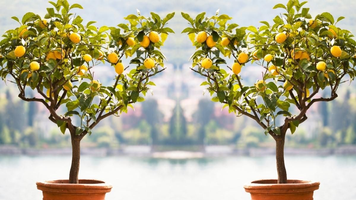 Guía completa: Cómo podar un limonero joven en maceta para obtener frutos saludables