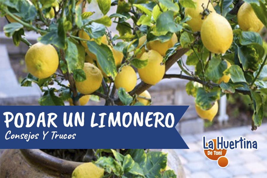 Guía completa: Cómo podar un limonero joven para un crecimiento saludable