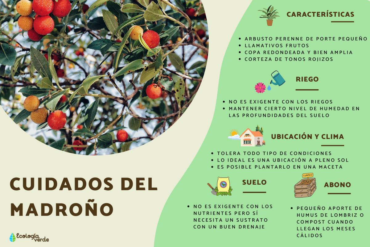 Guía completa: Cómo podar un madroño correctamente para estimular su crecimiento y fructificación