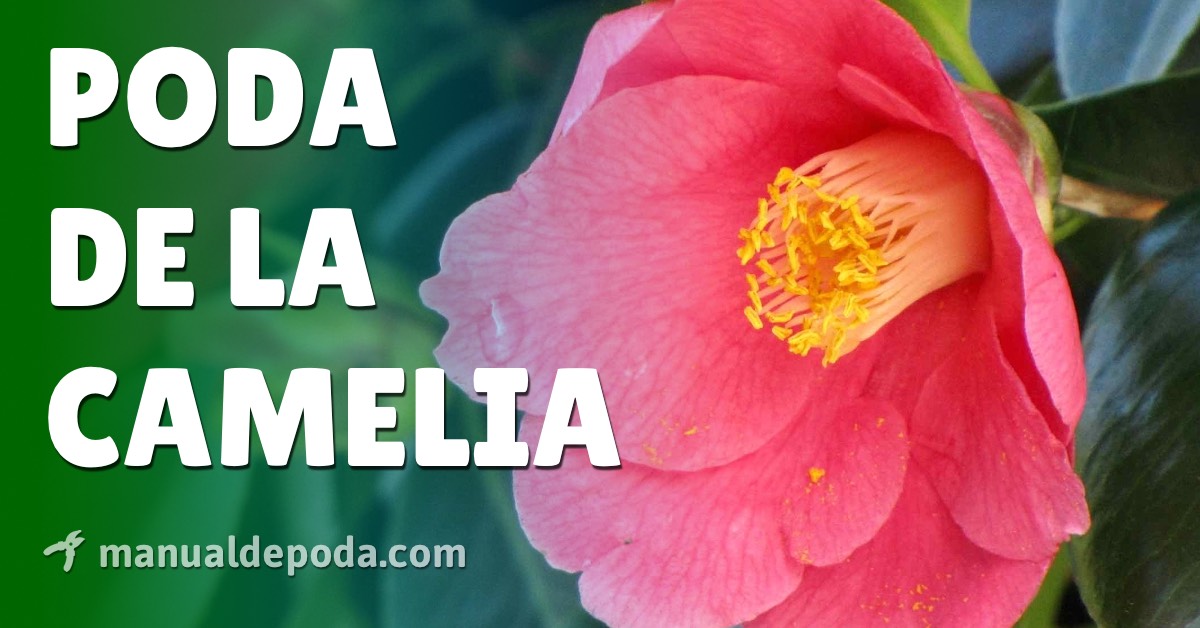 Guía completa: Cómo podar una camelia para un crecimiento óptimo