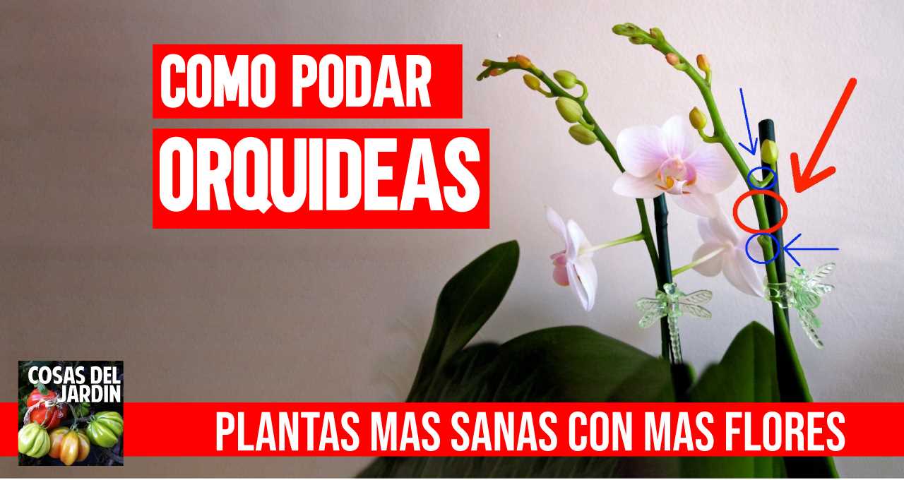 Guía completa: Cómo podar una orquídea para estimular su crecimiento y floración