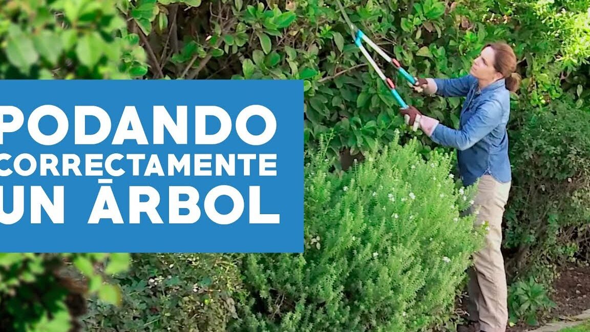 Guía completa: Cómo podar una planta correctamente para promover su crecimiento y salud