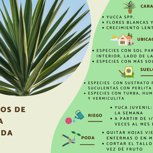 Guía completa: Cómo podar una yuca correctamente para un crecimiento saludable