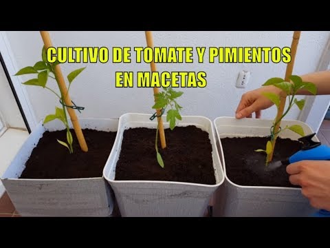 Guía completa: Cómo preparar la tierra para sembrar tomates en macetas