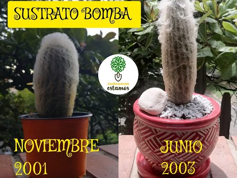 Guía completa: Cómo reproducir cactus de forma exitosa
