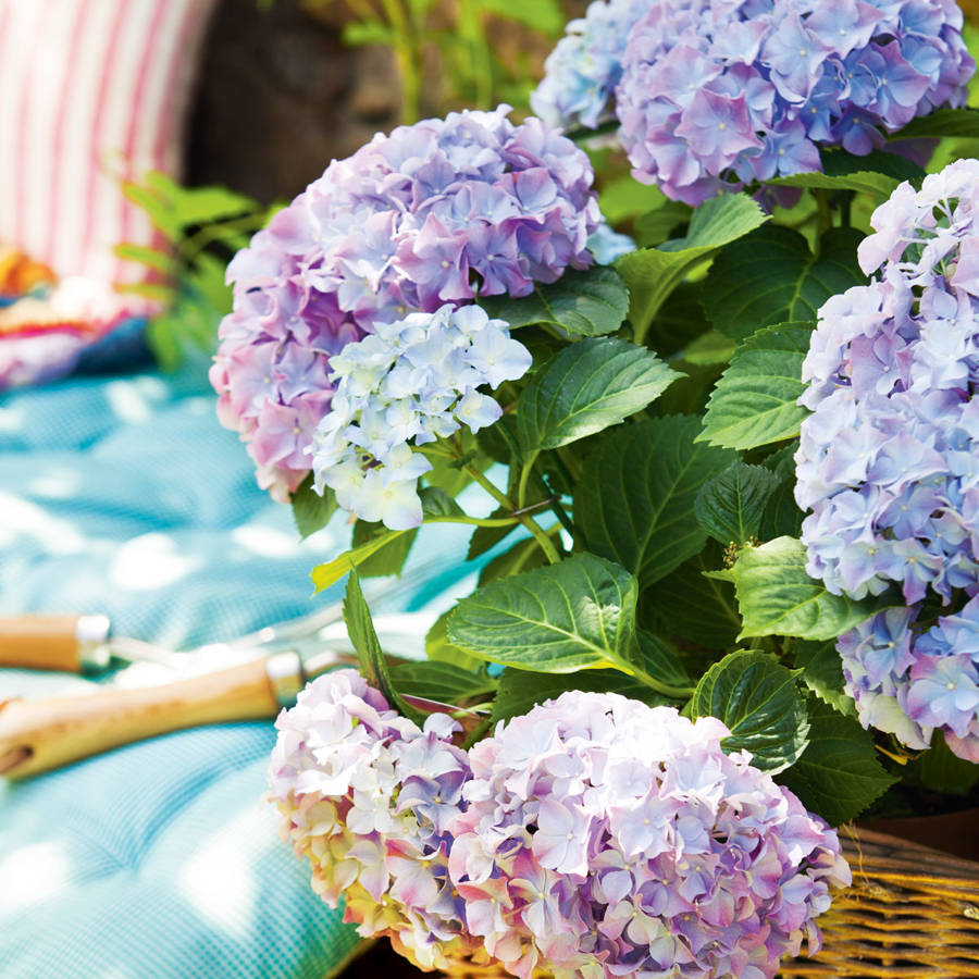 Guía completa: Cómo reproducir hortensias fácilmente en tu jardín