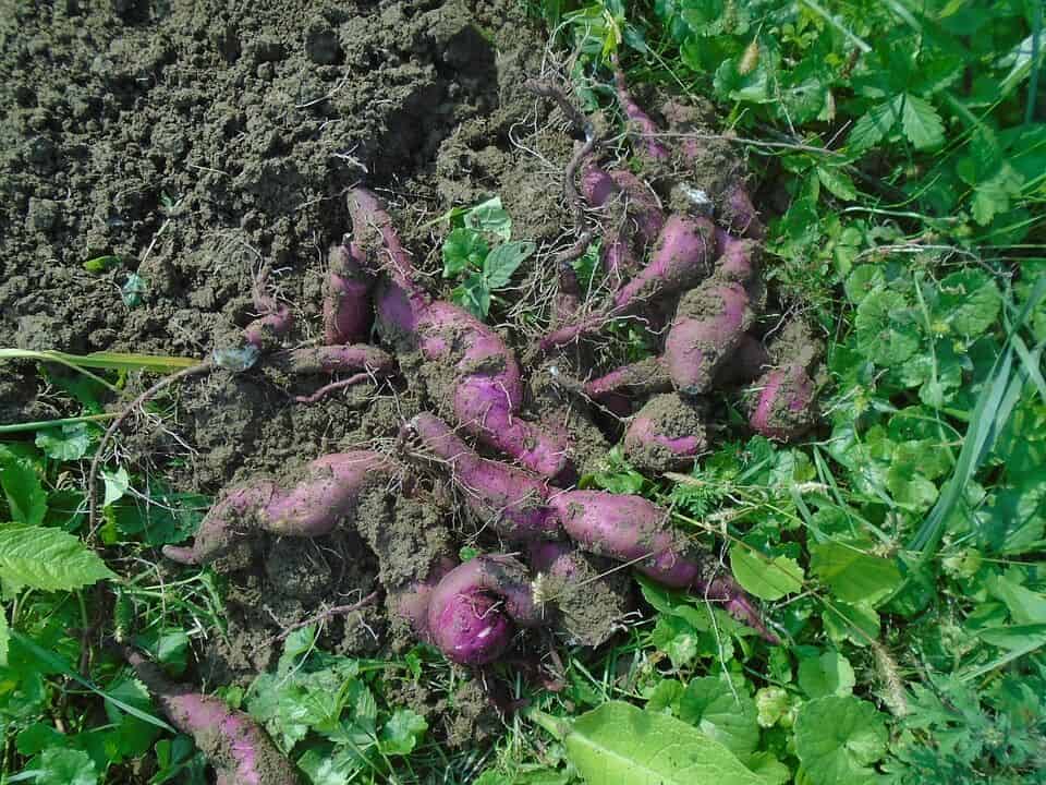 Guía completa: Cómo sembrar batata paso a paso para obtener una cosecha abundante