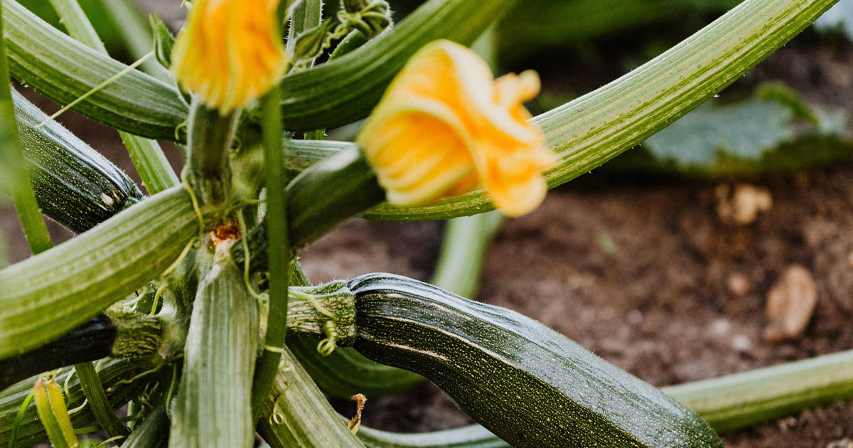 Guía completa: Cómo sembrar calabacines con éxito en tu huerto