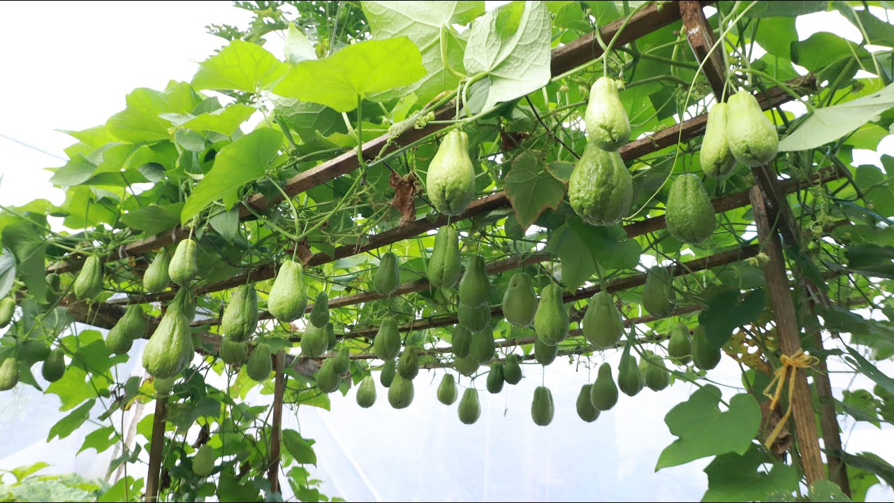 Guía completa: Cómo sembrar chayote y lograr una cosecha abundante