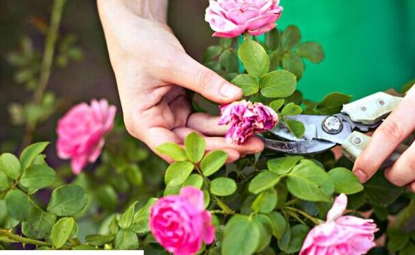 Guía completa: Cómo sembrar esquejes de rosales y lograr un hermoso jardín floral